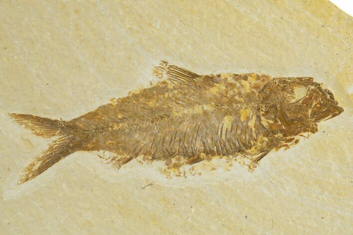 Detailed Fossil Fish (Knightia) - Wyoming #320270